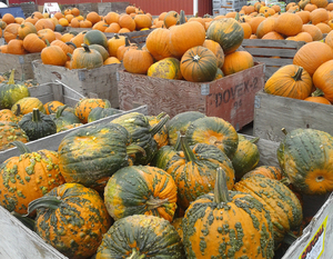 Ontario Orchards gives visitors the option to pick pumpkins, navigate a corn maze and go on hayrides. The orchard’s market, The Shack, also offers freshly picked apples and pumpkins, salad dressings, mustard and fruit butter.                       